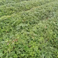 نهال توت فرنگی سابرینا