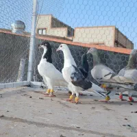 پرنده پرشی