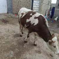 یک عدد گاو گوشتی