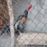 لاری اوشامو