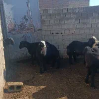 بره نر شین بش