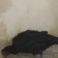 مرغ خروس لاری|حیوانات مزرعه|مشهد, هنرور|دیوار