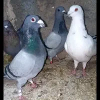 کبوتر 4 تا نر جنگنده همه باهم 1200مفت