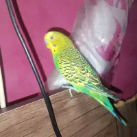 مرغ عشق نر معاوضه با ماده