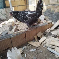مرغ گلین فول