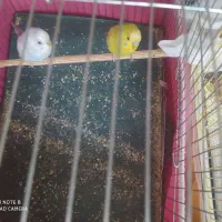 مرغ عشق|پرنده|اصفهان, شهرک میلاد|دیوار