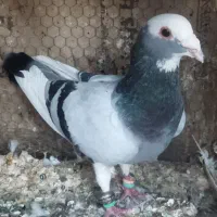 نر ماده آس به شرت همه چیز