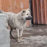 توله ۶ماهه