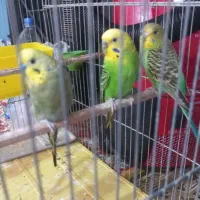 مرغ عشق مولد