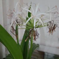 گل مادر|گل و گیاه طبیعی|شیراز, محراب|دیوار