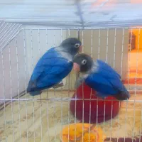 طوطی برزیلی بازیگوش|پرنده|شاهرود, |دیوار