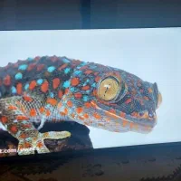 تلویزیون32اینچ هایسنس دیجیتال سرخوداکبند|تلویزیون و پروژکتور|اهواز, پردیس دو|دیوار