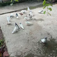 15 تا کبوتر پرشی