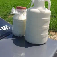 دوغ محلی گاو