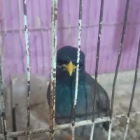 فروش مرغ مینای نر افغان