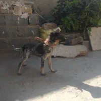 سگ پاکوتاه نر