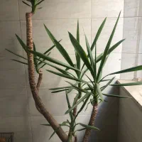 یوکا|گل و گیاه طبیعی|ملارد, |دیوار