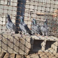 جوجه پلاکی خاص|پرنده|آذرشهر, |دیوار