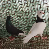 جفت کبوتر طوقی و دم سفید