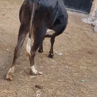 دو عدد گاو آبستان سنگین|حیوانات مزرعه|هشترود, |دیوار