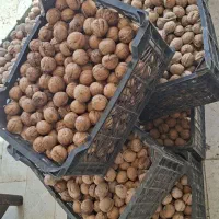 گردو کوه (منطقه دلارستاق)
