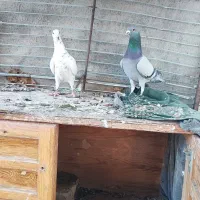 فروشی یه جفت سبز