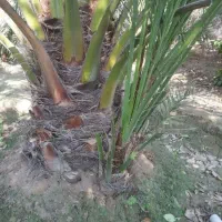 فروش تعداد زیادی دمیت برحی