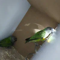 طوطی سنگال مولد راهب گرینچیک خورشیدی لوری