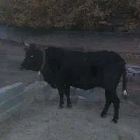 گاو جوان ابستن ۴ ماه|حیوانات مزرعه|کجور, |دیوار