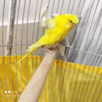 مرغ عشق پروانه ای