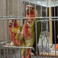 گرینچیک|پرنده|شیراز, شهرک سراج‎|دیوار