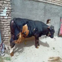 گوساله چاق