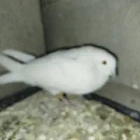 سفید|پرنده|خانمیرزا, |دیوار