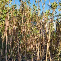 انجیر استهبان سیاه و سفید