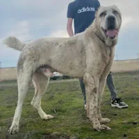 آلابای های روسیه مخصوص خاص پسندا سگ سنگین وزن