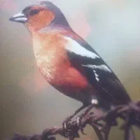 سهره برفنو رام