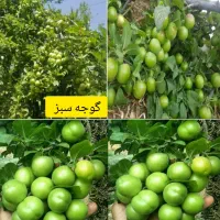 نهالستان سبزنهال انواع نهال های مثمر و غیر مثمر|خدمات باغبانی و درختکاری|مهریز, |دیوار