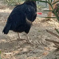 مرغ محلی|حیوانات مزرعه|میناب, |دیوار