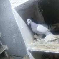 کفتر واقع اهر قابل ارسال