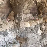 دم سفید|پرنده|سوسنگرد, |دیوار