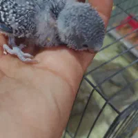 جوجه مرغ عشق