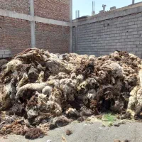 پشم گوسفند یا همان یون پشم