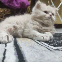 بچه گربه|گربه|اهواز, ۳۰ متری|دیوار