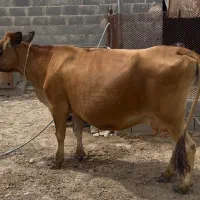 فروش گاو جرسی خالص