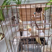 عروسی هلندی|پرنده|پیشوا, |دیوار