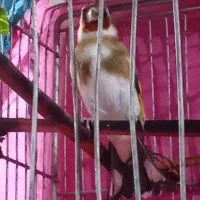 انگشتر نفره یازنجیرمعاوضه بااوازه خوانه زیبا