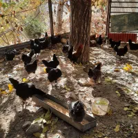 مرغ تخم گذار خانگی