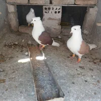 کفتر رنگه ساده،پشتی،طوقی،دم سفید