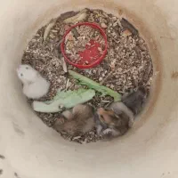 همستر کوچک|موش و خرگوش|یزد, |دیوار