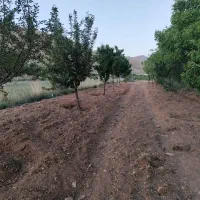 باغ ثمری منطقه گورجلال